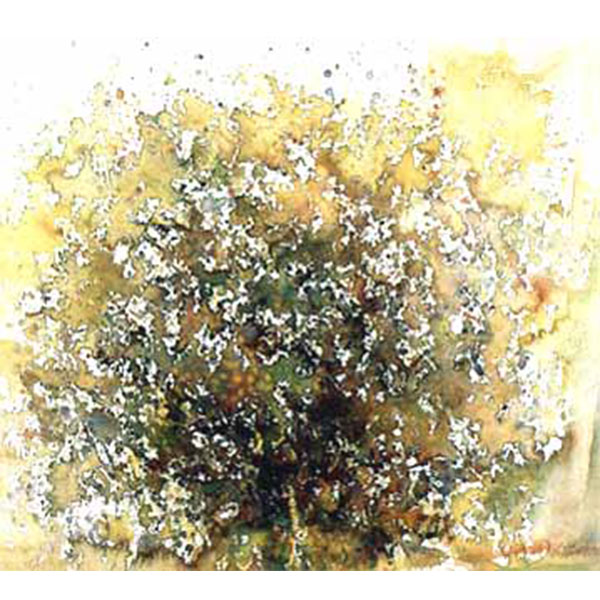 Cherry Blossom, 1988 Water colour 47 x 53 cm.